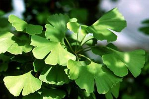 Ginkgo Biloba